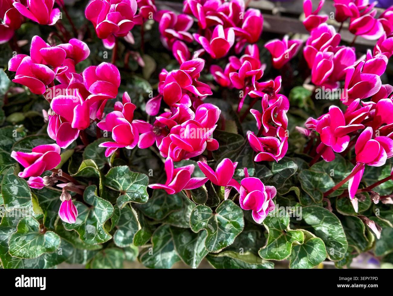 Ammassi di vivaci fiori ciclamini magenta-rosa con petali dai bordi bianchi fioriscono sopra il fogliame di marmo verde scuro in un vivaio all'aperto a Perth, Foto Stock
