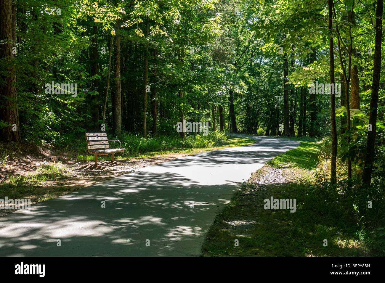 Un sentiero asfaltato si snoda attraverso una fitta foresta con una panchina del parco illuminata dalla luce del sole. Foto Stock