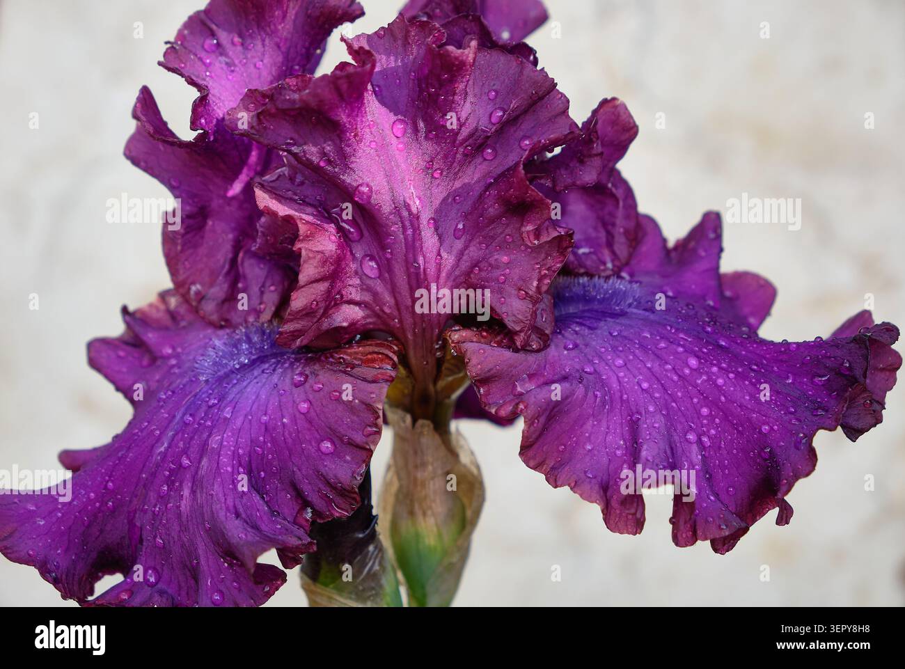 Primo piano di un fiore d'iride viola su sfondo chiaro, petali dettagliati, elegante composizione floreale, spazio copia Foto Stock