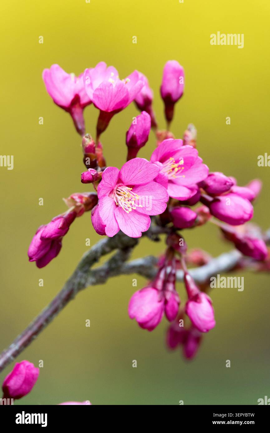 Dettaglio di fiori rosa e gemme di fioritura Cherry Prunus 'Collingwood Ingram' su sfondo giallo sfocato in primavera Foto Stock