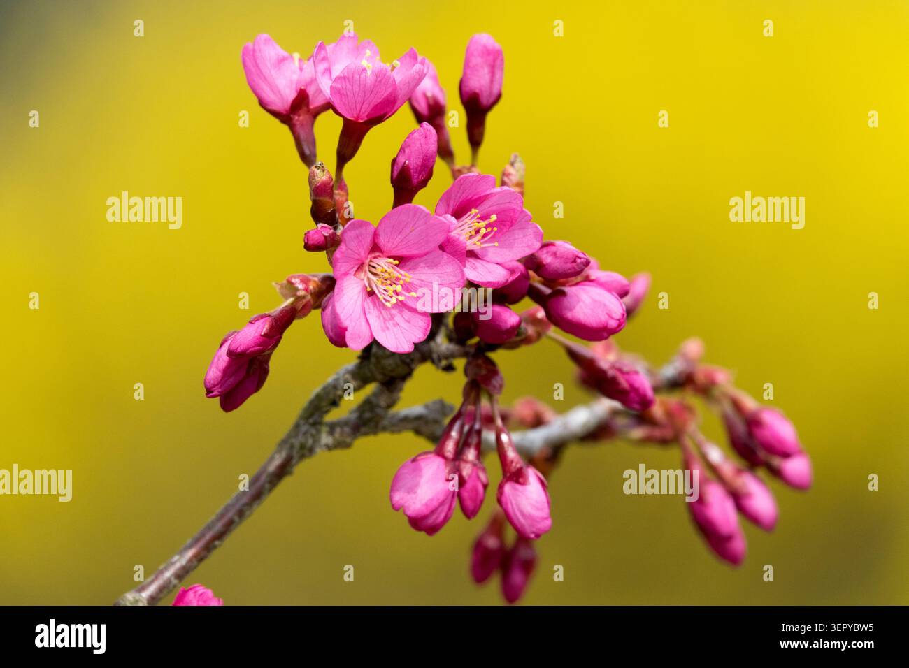 Primo piano del fiore rosa di fioritura Cherry Prunus 'Collingwood Ingram' su sfondo giallo sfocato in primavera Foto Stock