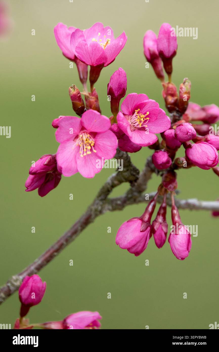 Primo piano del fiore rosa di ciliegio fiorente Prunus serrulata 'Collingwood Ingram' su uno sfondo sfocato in primavera Foto Stock