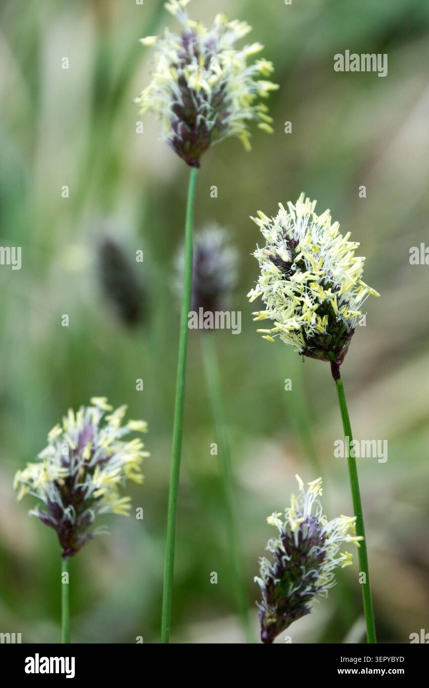 Infiorescenze viola-nero con anthers gialle di erba blu balcanica Sesleria heufleriana su uno sfondo di erba sfocata in un giardino primaverile Foto Stock