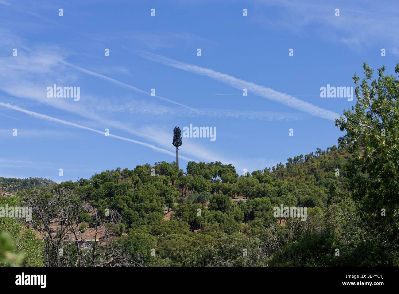 Un montante di telefonia mobile per la trasmissione di un segnale a una cella. Un montante di comunicazione cellulare. Un relè di telecomunicazione mimetico. Biomimetica. Foto Stock