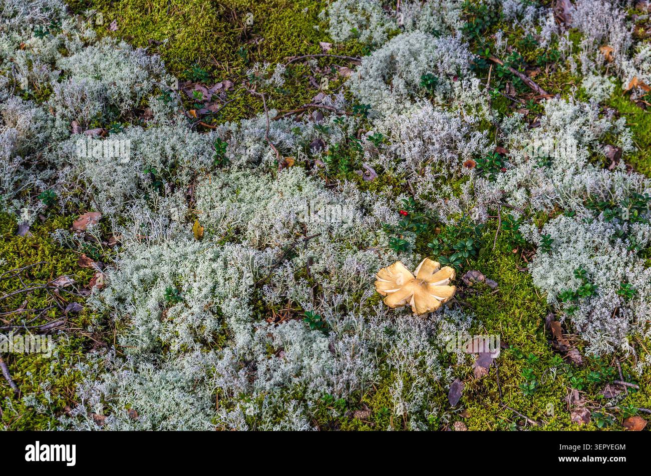Fungo selvatico maturo con cappuccio aperto appiattito adagiato tra lichene di renna e muschio verde in una foresta settentrionale. Adatto per foraggio, micologia e. Foto Stock