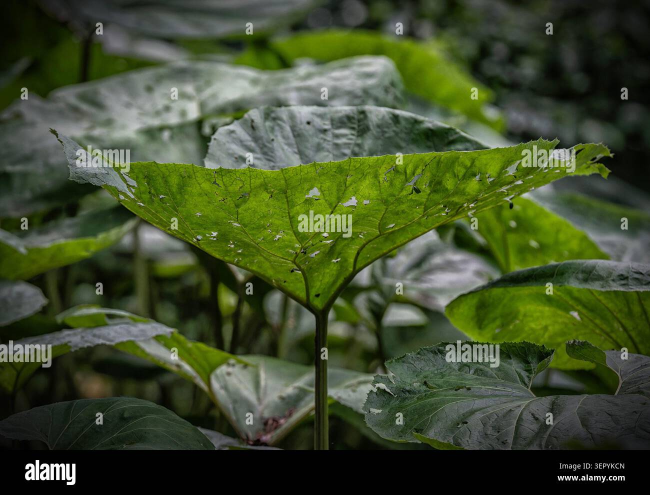 Grandi foglie di piante semi-acquatiche come un Butterbur giapponese Foto Stock