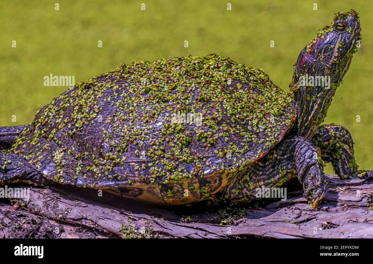 Una tartaruga d'acqua dolce in uno stagno limo Foto Stock