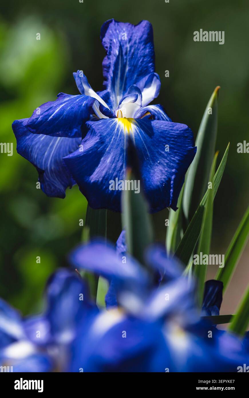 Un boschetto di Iris giapponesi in un parco pubblico Foto Stock
