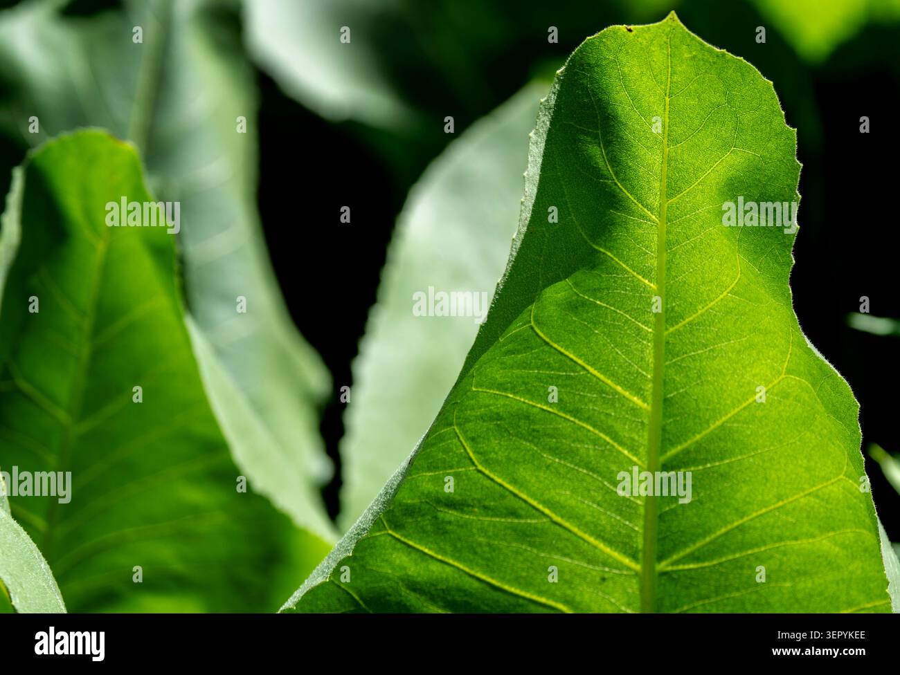 Grandi foglie di piante verdi in un parco botanico Foto Stock