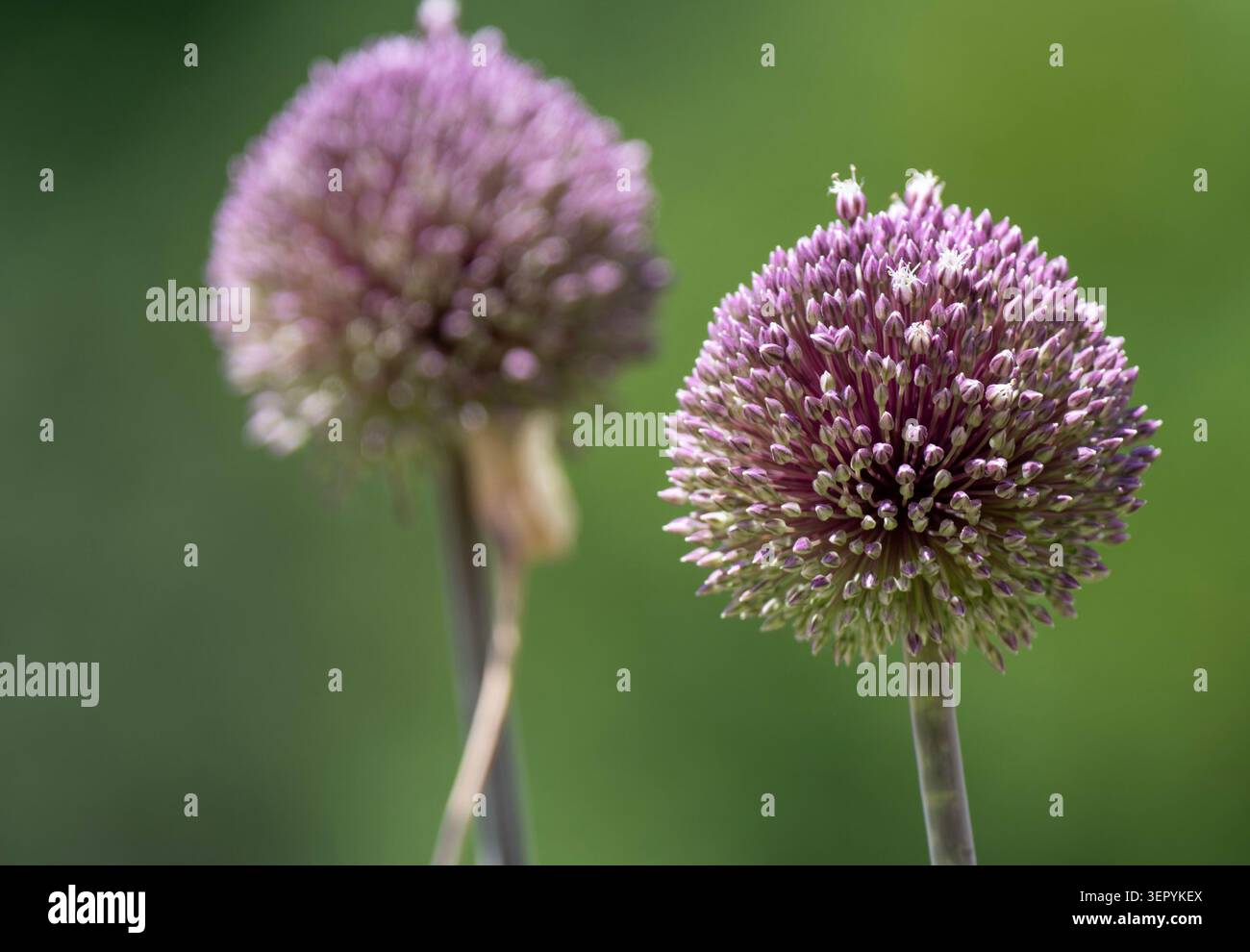 Vista ravvicinata di un fiore di Allium Puff Ball Foto Stock