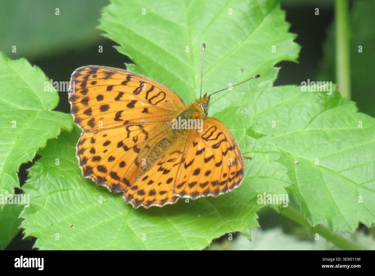 Farfalla Fritillaria su una foglia verde Foto Stock