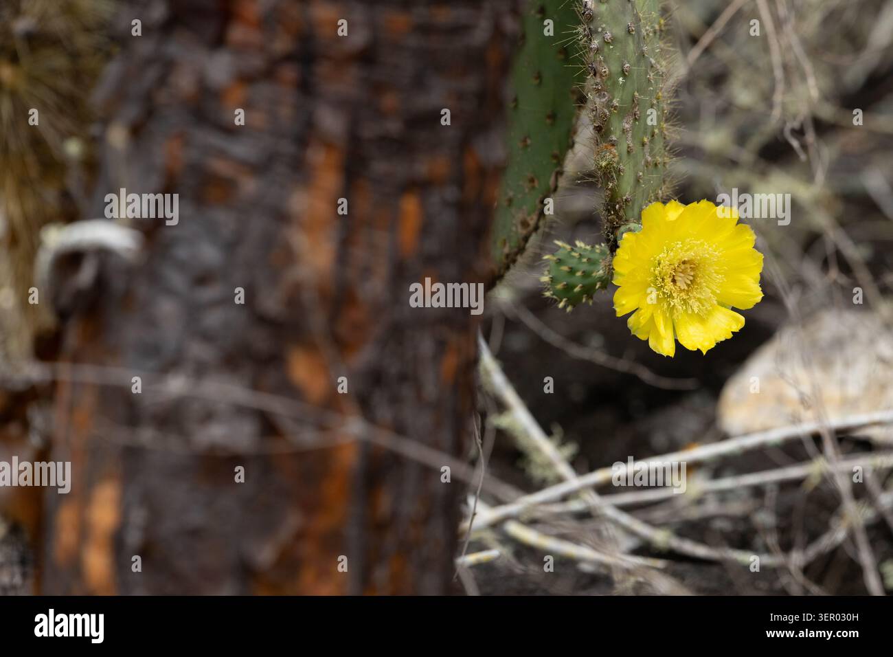 16.12.2024, Ecuador, Isole Galapagos, Santa Cruz - Fiore del cactus di fico d'India. 00S241216D313CAROEX.JPG [VERSIONE DEL MODELLO: NON APPLICABILE, CORRETTA Foto Stock
