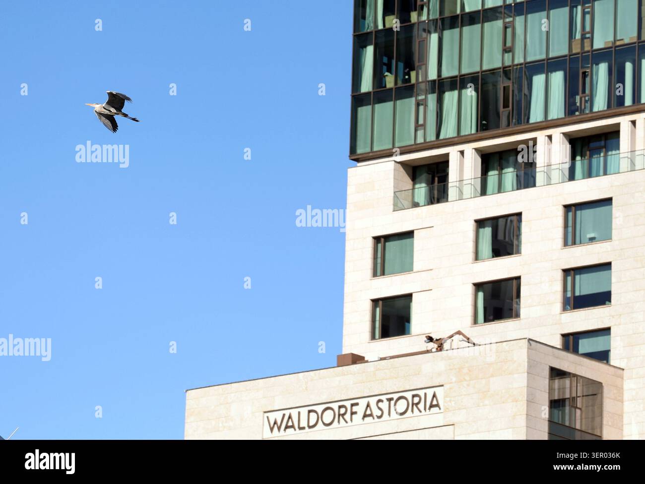 26.04.2025, Germania, Berlino, Berlino - Un airone grigio vola oltre il Waldorf Astoria Hotel nel centro della città. 00S250426D574CAROEX.JPG [VERSIONE MODELLO: N. Foto Stock