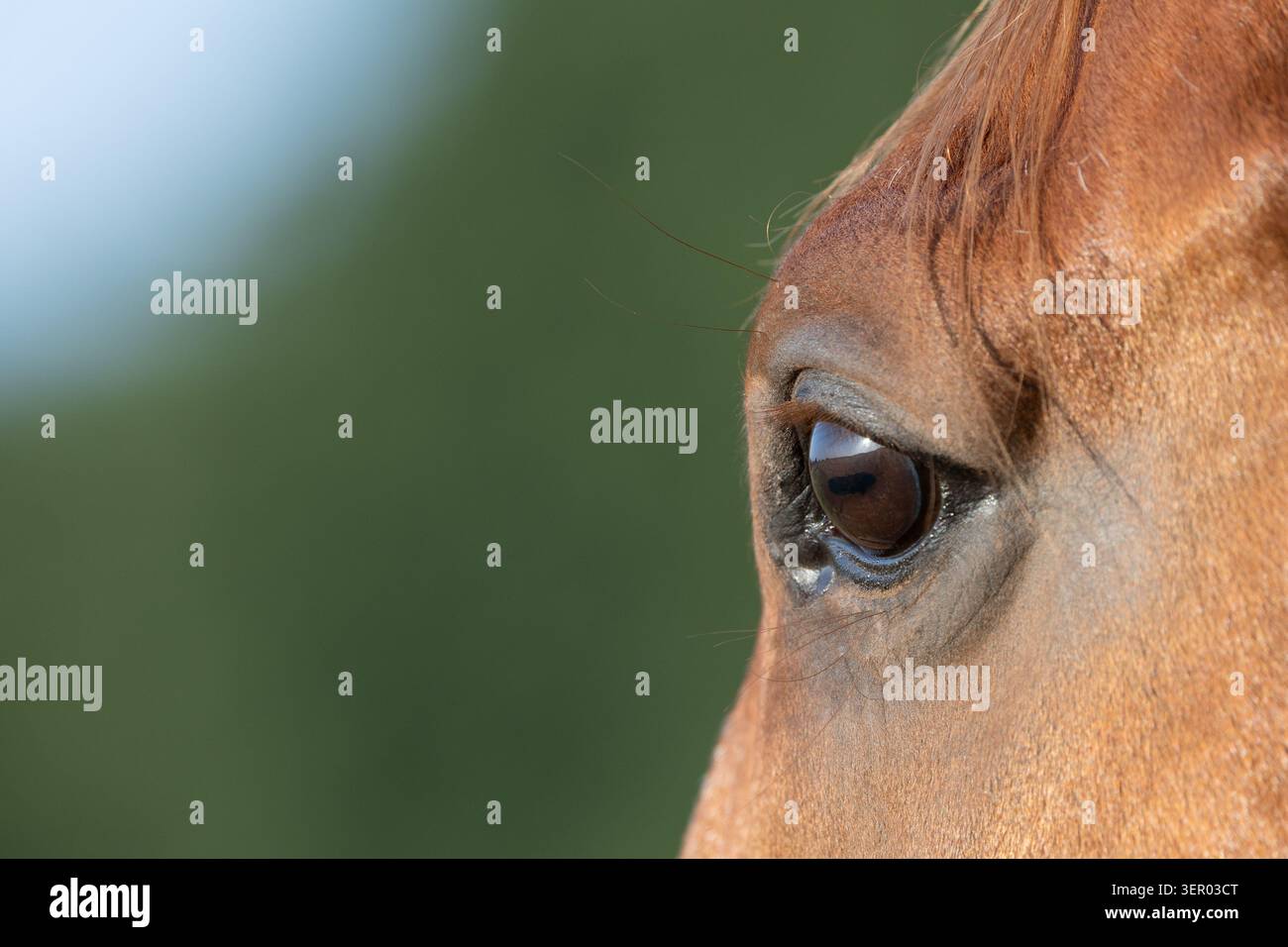 11.08.2025, Germania, Renania settentrionale-Vestfalia, Roedinghausen - Auenquelle Stud Farm, a horseís eye. 00S250811D033CAROEX.JPG [VERSIONE DEL MODELLO: NON APPLICAB Foto Stock