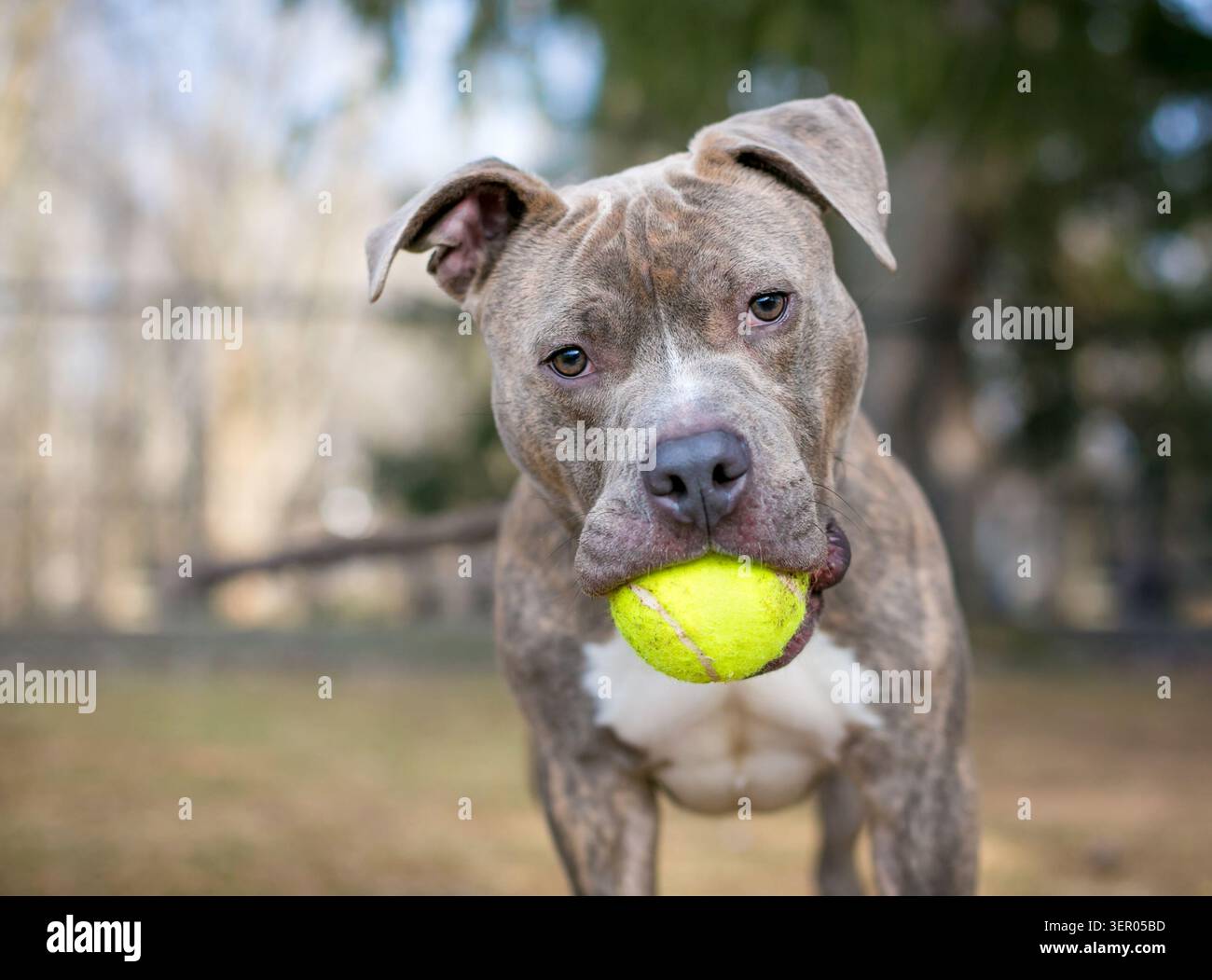 Un cane di razza mista Pit Bull Terrier che tiene una palla in bocca all'aperto Foto Stock