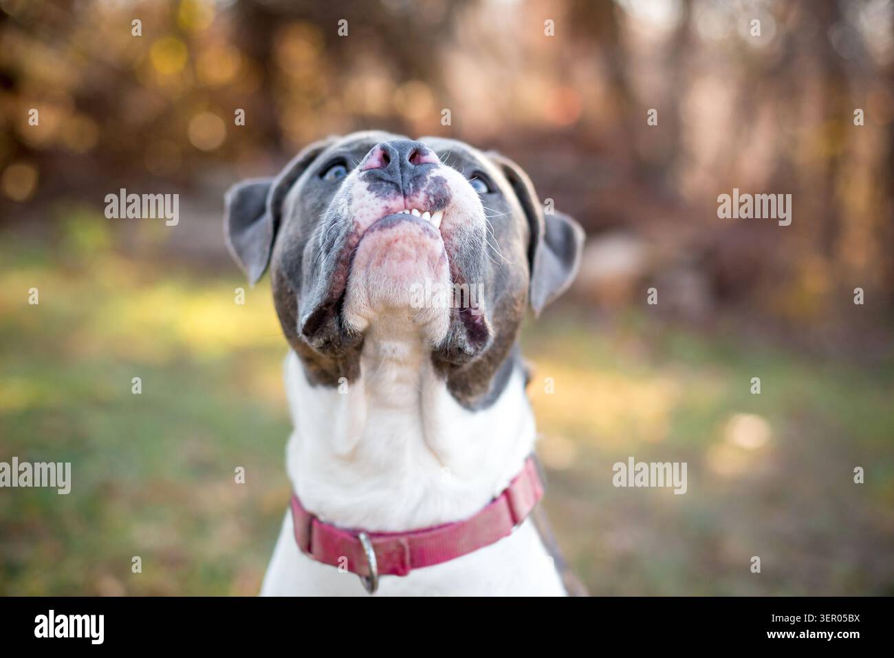Un cane di razza mista Pit Bull Terrier grigio e bianco con un'espressione buffa e sensuale Foto Stock