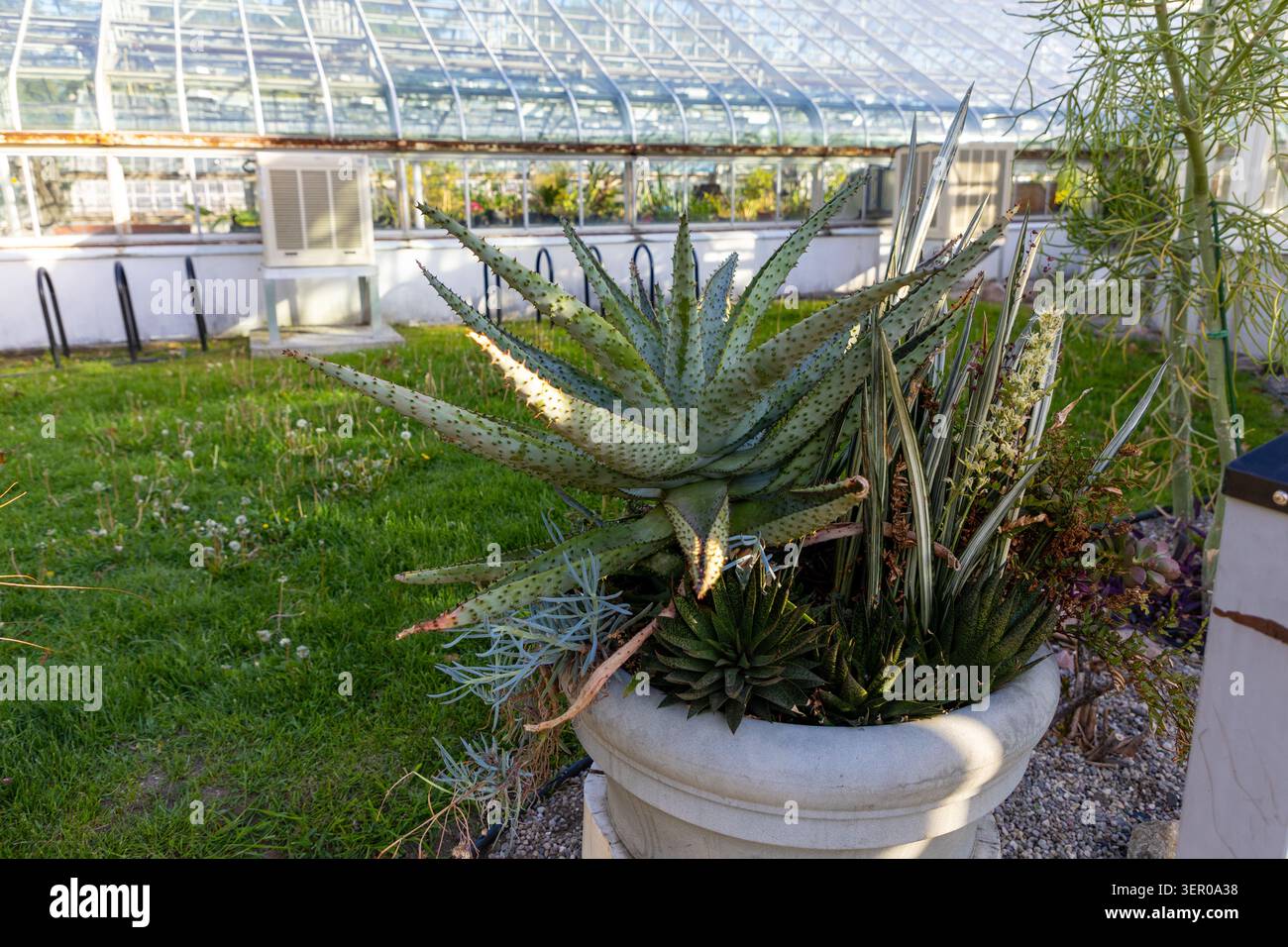 Pianta succulenta in piantatrice di pietra all'esterno dell'edificio della serra tropicale a Ottawa, Canada. Foto Stock
