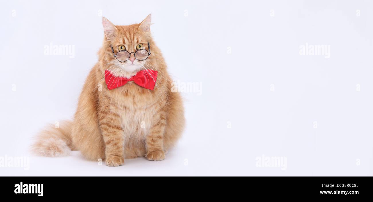 Bellissimo gatto soffice che indossa occhiali e vivace cravatta su sfondo luminoso e isolato. Primo piano ritratto di un animale domestico intelligente con un layo professionale Foto Stock