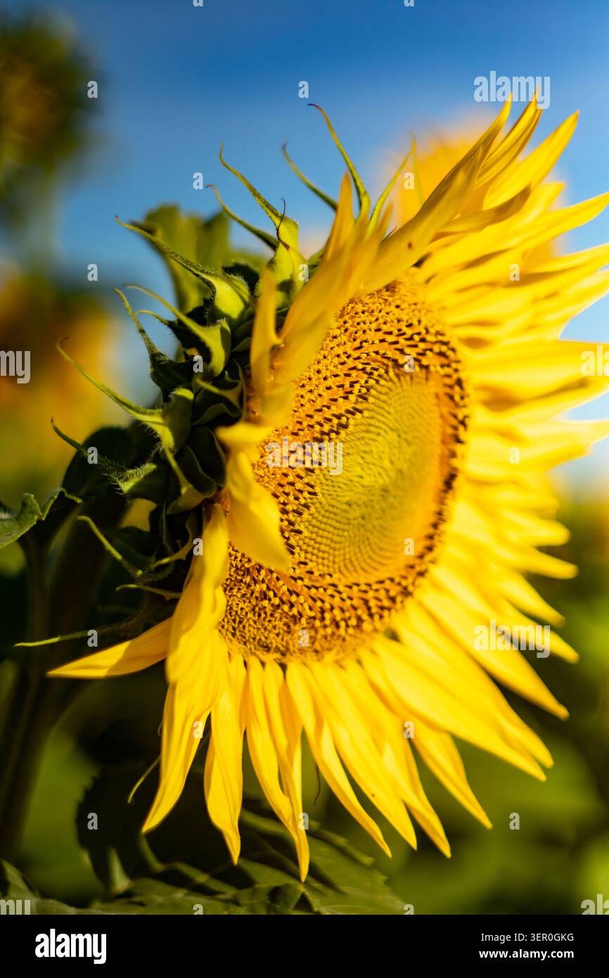 Primo piano verticale estremo del girasole che rivela un complesso motivo a spirale a disco e petali gialli retroilluminati. Bratti verdi arricciati visibili a sinistra, cielo blu Foto Stock
