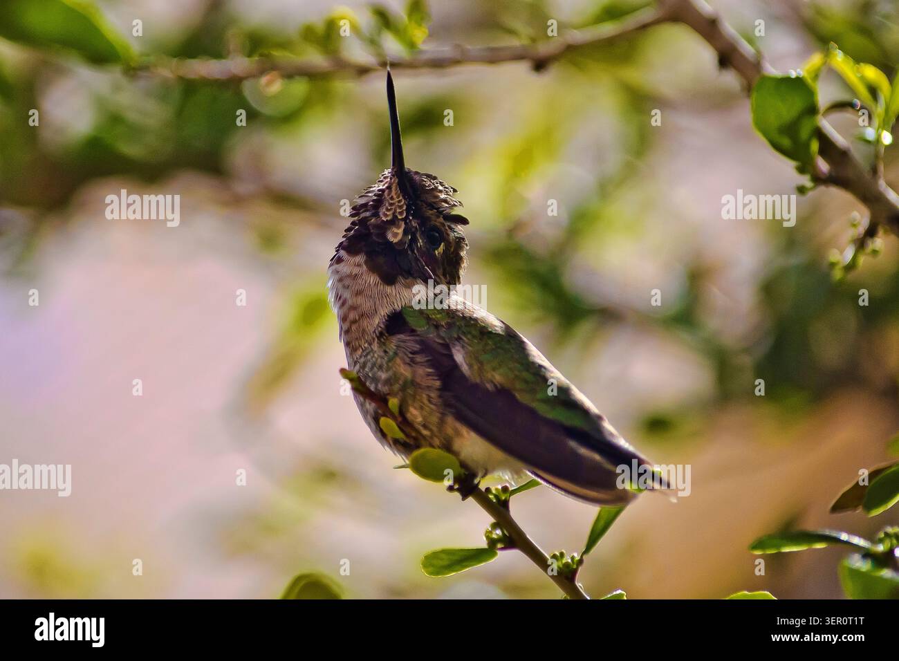 Colibrì di Anna che si allunga Foto Stock