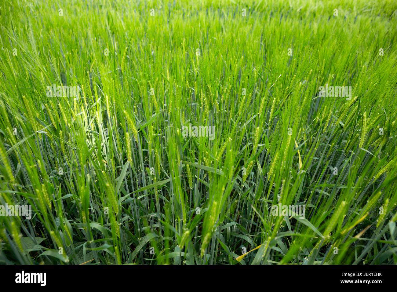 Un primo piano di erba alta Foto Stock