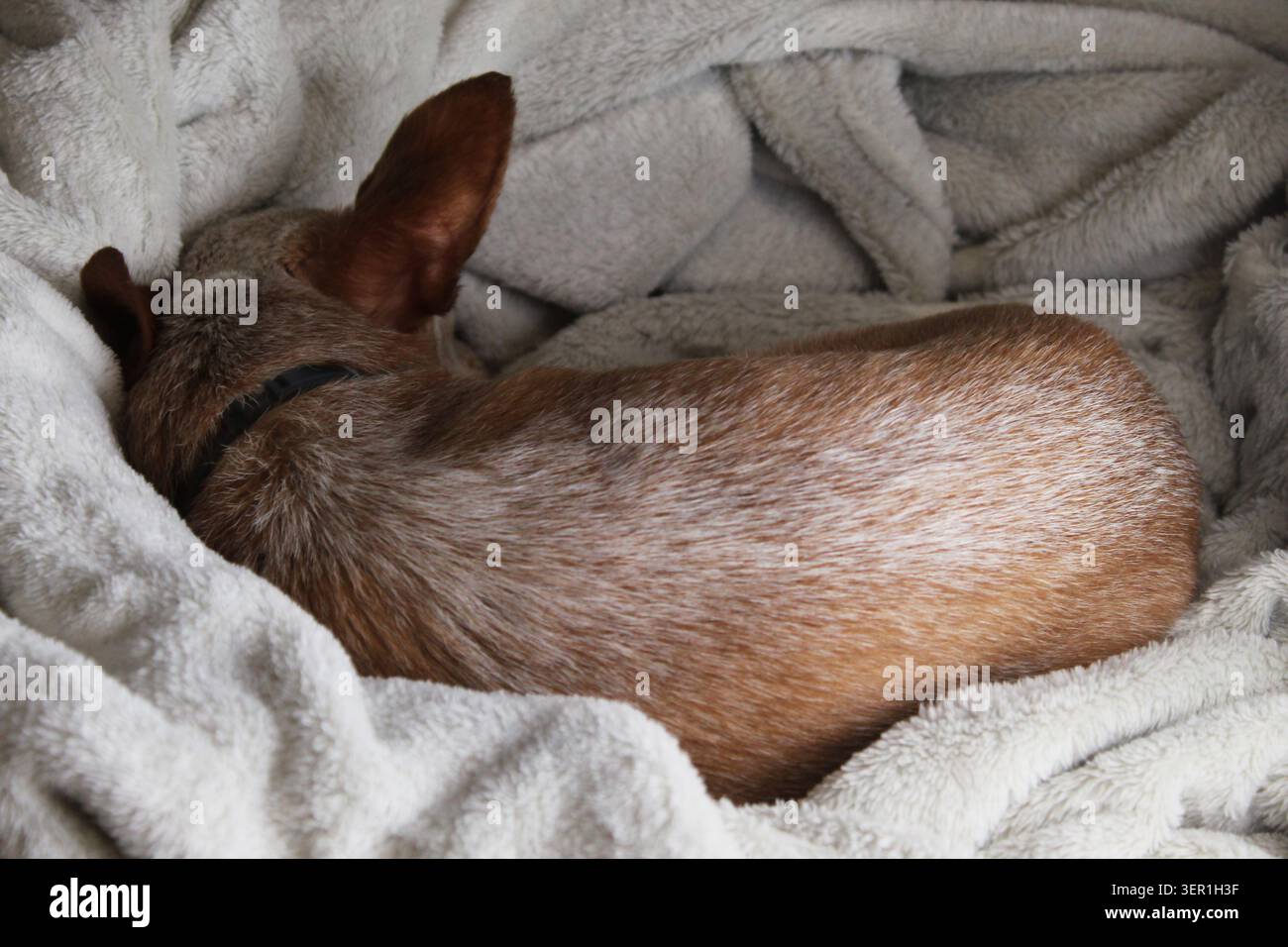 chihuahua pieghevole femmina di 15 anni che dorme su una morbida coperta bianca. Concetto: Cane anziano, cane stanco, riposo, cane geriatrico, cane paglierino, piccolo Foto Stock