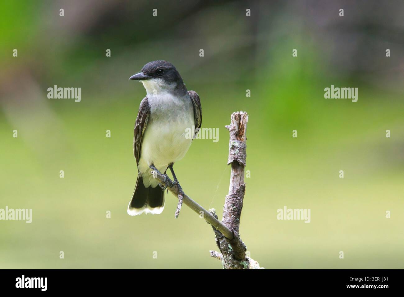 Immagine ravvicinata di un Kingbird orientale che osserva il suo terrotorio. Foto Stock