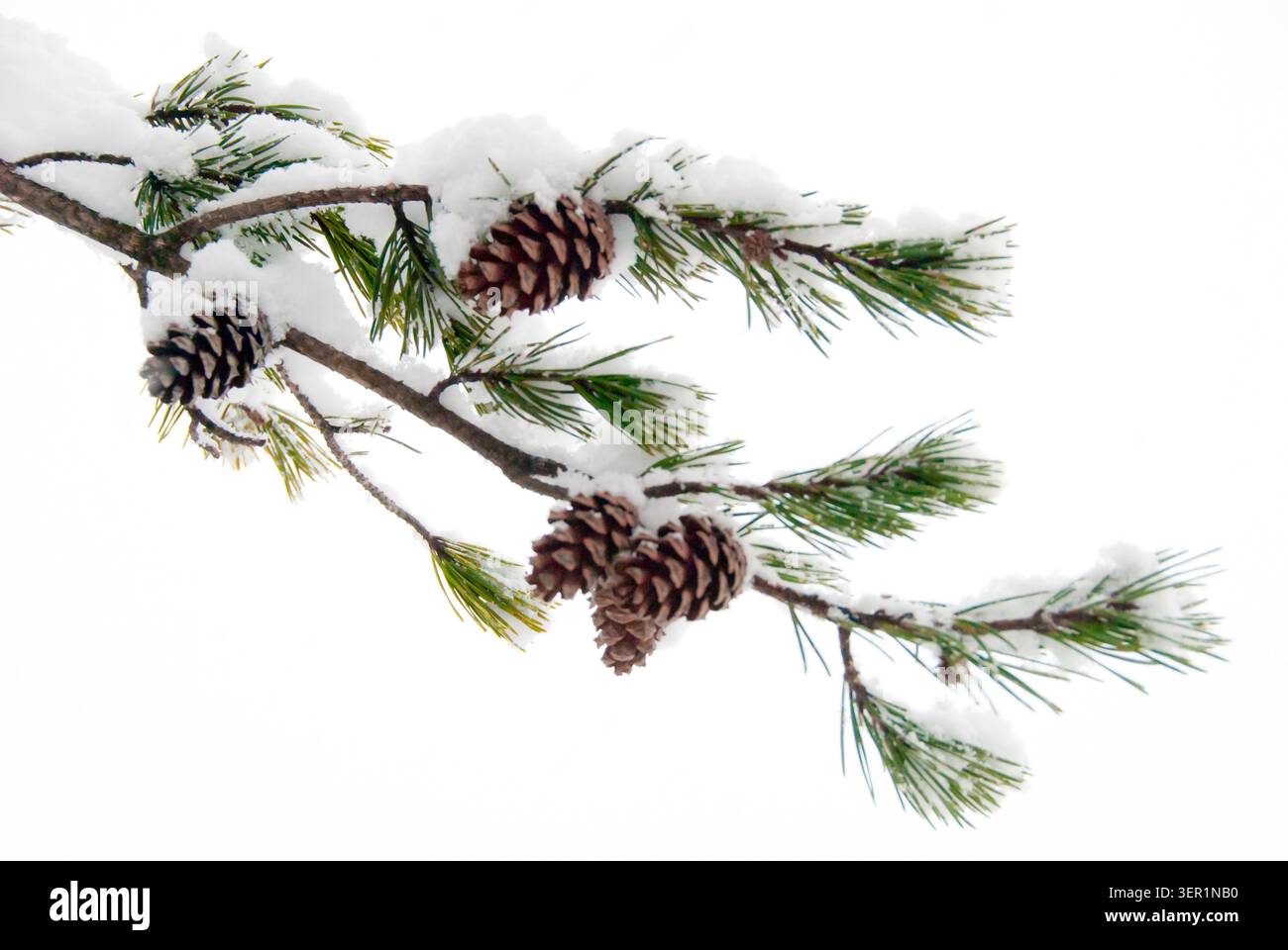 Pinus echinata (Pinus echinata) con coni di pino Foto Stock