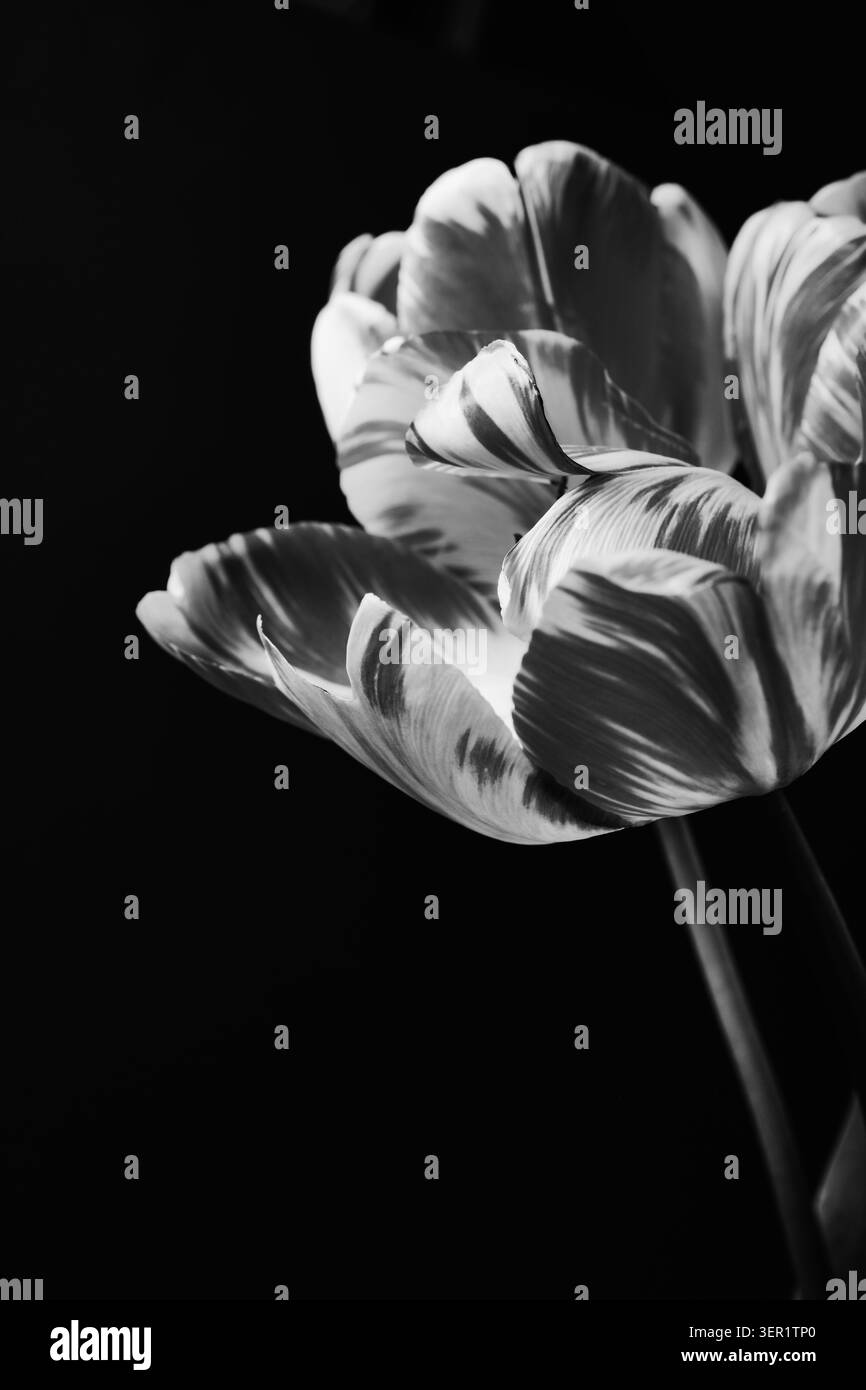 Tulipano variegato e fiorito su sfondo scuro per un forte contrasto monocromatico Foto Stock