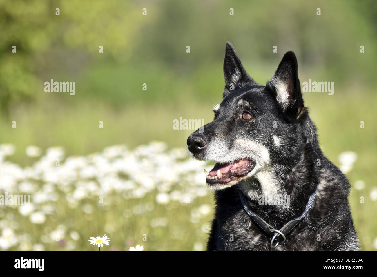 Ritratto di un vecchio mix di husky pastore del benessere degli animali, Renania-Palatinato, Germania Foto Stock