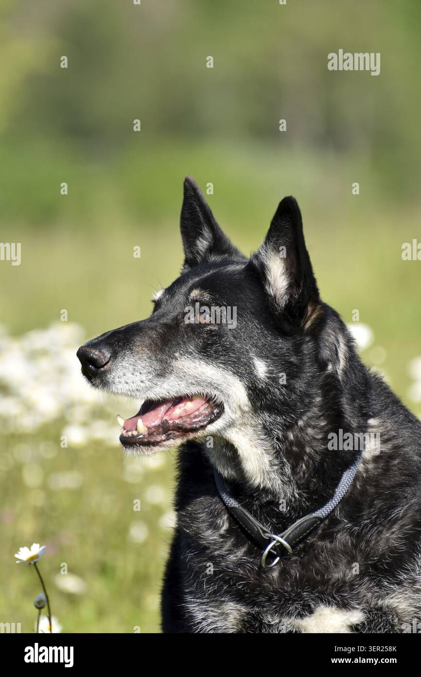 Ritratto di un vecchio mix di husky pastore del benessere degli animali, Renania-Palatinato, Germania Foto Stock