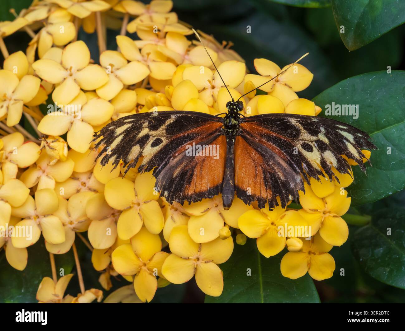La farfalla arancione, nera e gialla Tiger Longwing (Heliconius hecale) si appoggia su fiori gialli, Butterfly Experience, Brookside Gardens, Maryland Foto Stock
