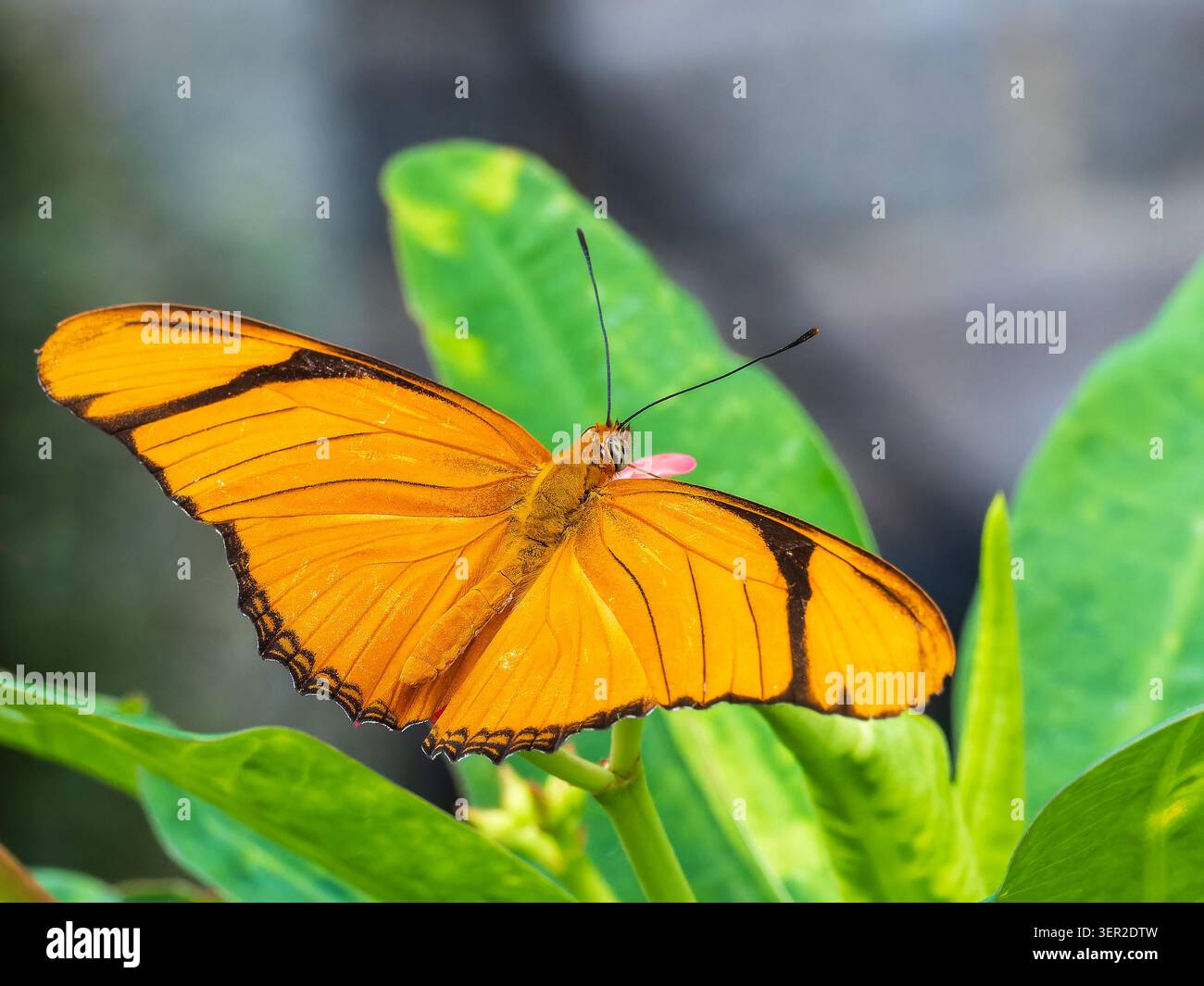 La farfalla Julia Longwing (Dryas Iulia) di colore arancione brillante si trova su una foglia verde presso The Butterfly Experience, Brookside Gardens, Maryland Foto Stock