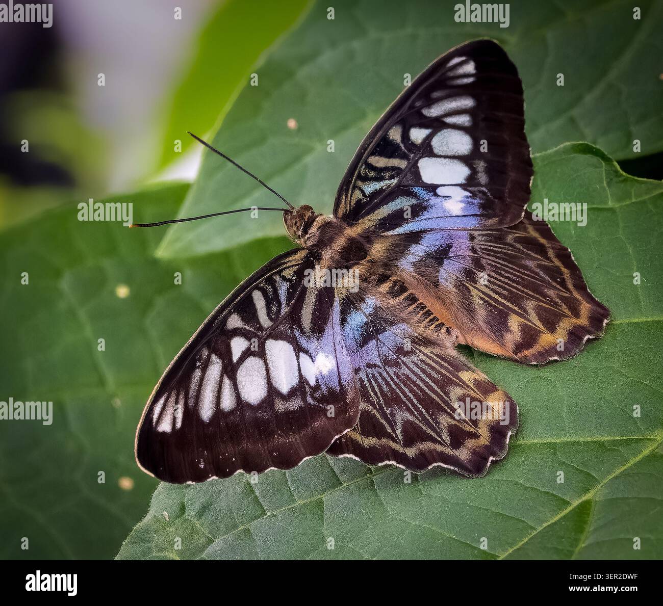La farfalla Blue Clipper (Parthenos sylvia lilacinus) riposa su una foglia verde, Butterfly Experience, Brookside Gardens, Maryland Foto Stock