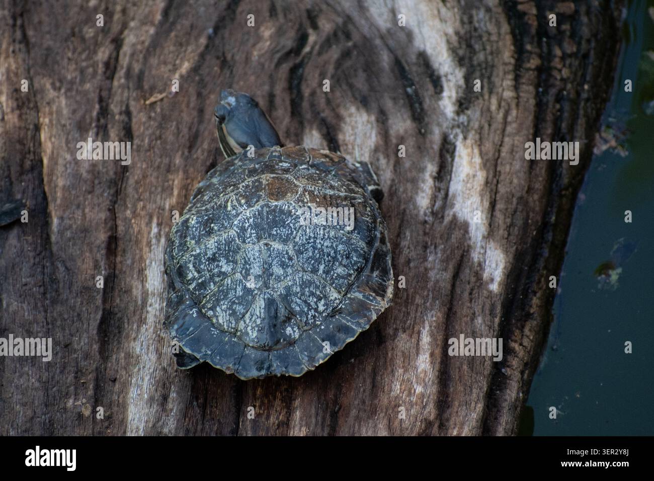Tartaruga di scorrimento cubana che prende il sole su un tronco intempestivo accanto a uno stagno in uno zoo di Ciego de Ávila Foto Stock