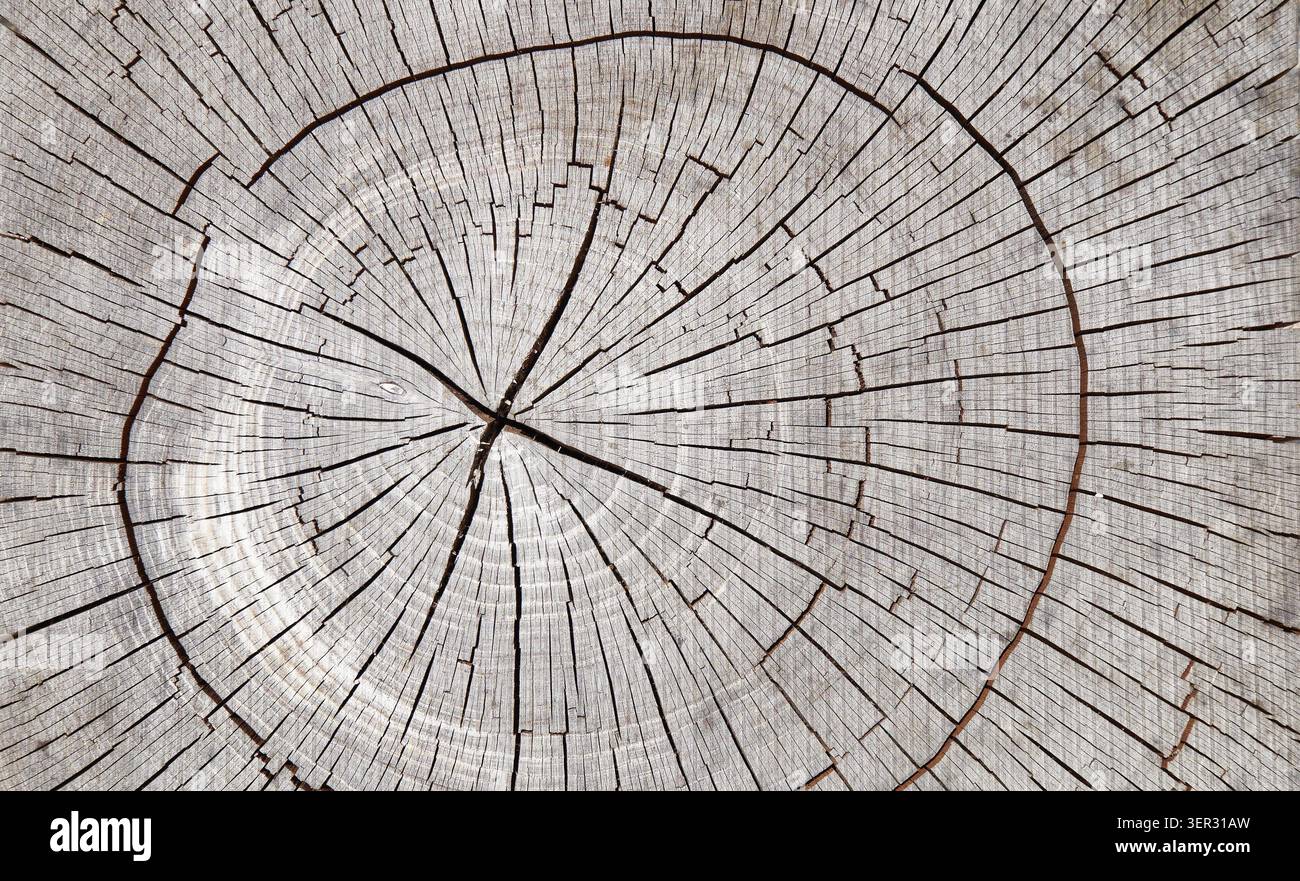 Sfondo a trama vecchio timbro albero con anelli anni Foto Stock