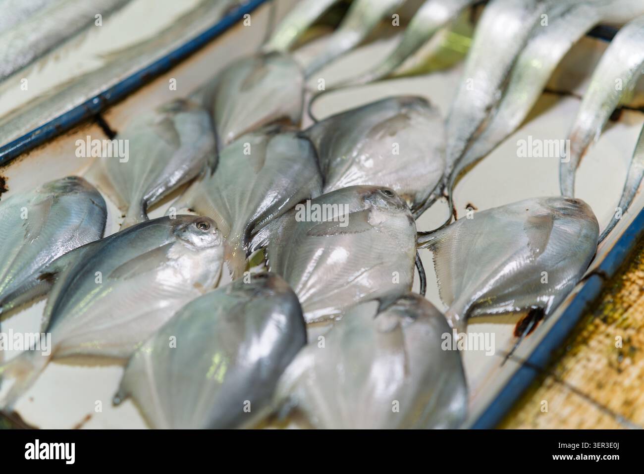 pomfret d'argento fresco e costolette esposti in vendita in un tradizionale mercato umido a Damanong, Hangzhou, Cina. Foto Stock