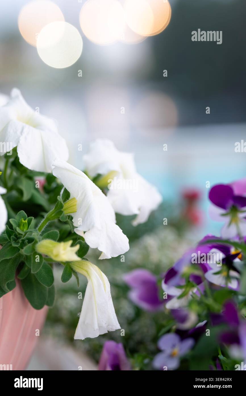 Soffici fiori viola e viola con centri gialli circondati da foglie verdi e delicato bokeh Foto Stock