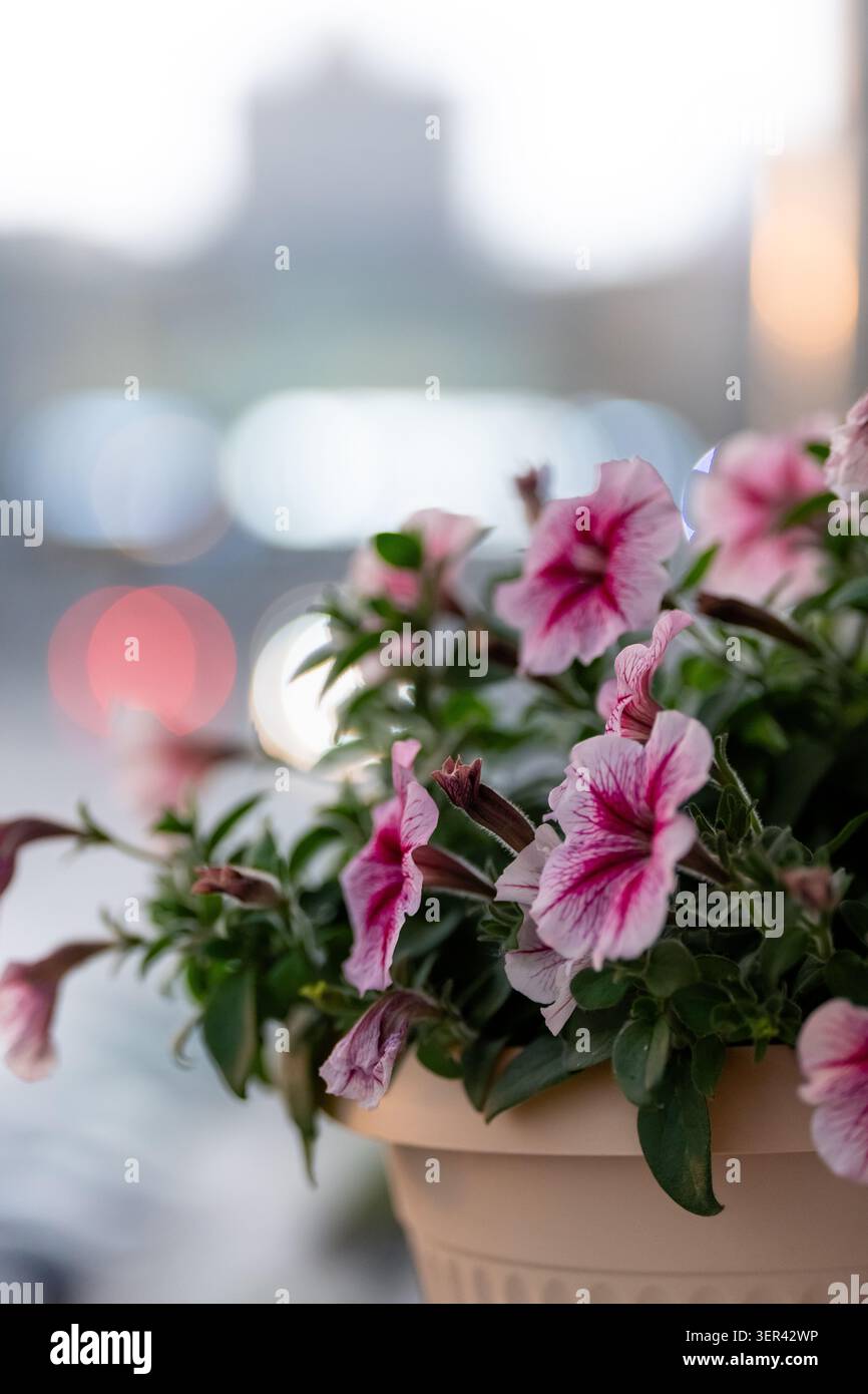 Soffici fiori viola e viola con centri gialli circondati da foglie verdi e delicato bokeh Foto Stock