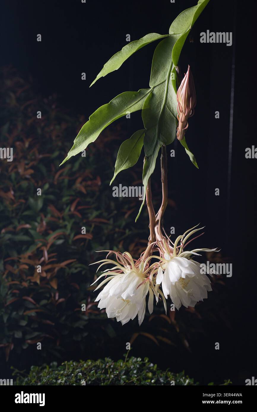 Stelo Epiphyllum oxypetalum con due fiori di orchidea notturni bianchi aperti e boccioli aperti, Regina verticale della notte su sfondo scuro del giardino. Foto Stock