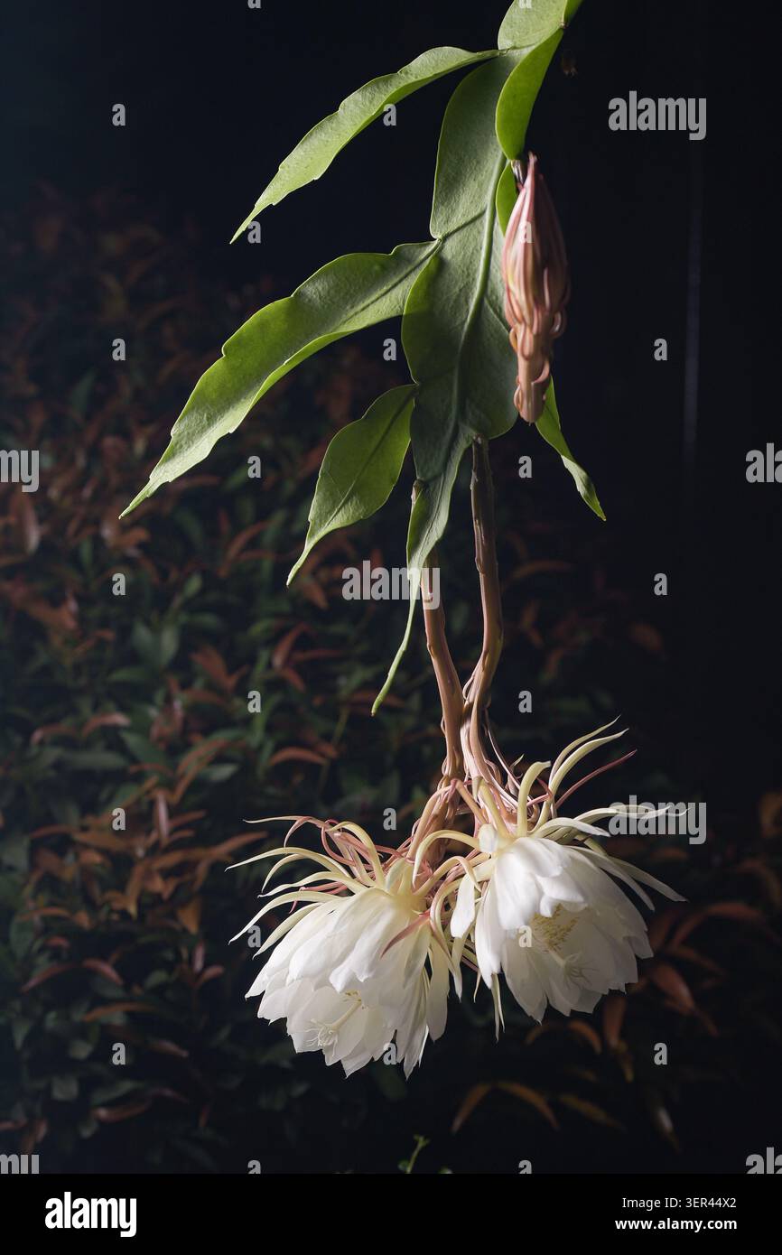 La pianta del cactus del tubo dell'olandese mostra i fiori bianchi di orchidea notturna sul gambo lungo, vista verticale dello sfondo del giardino notturno di Epiphyllum oxypetalum. Foto Stock