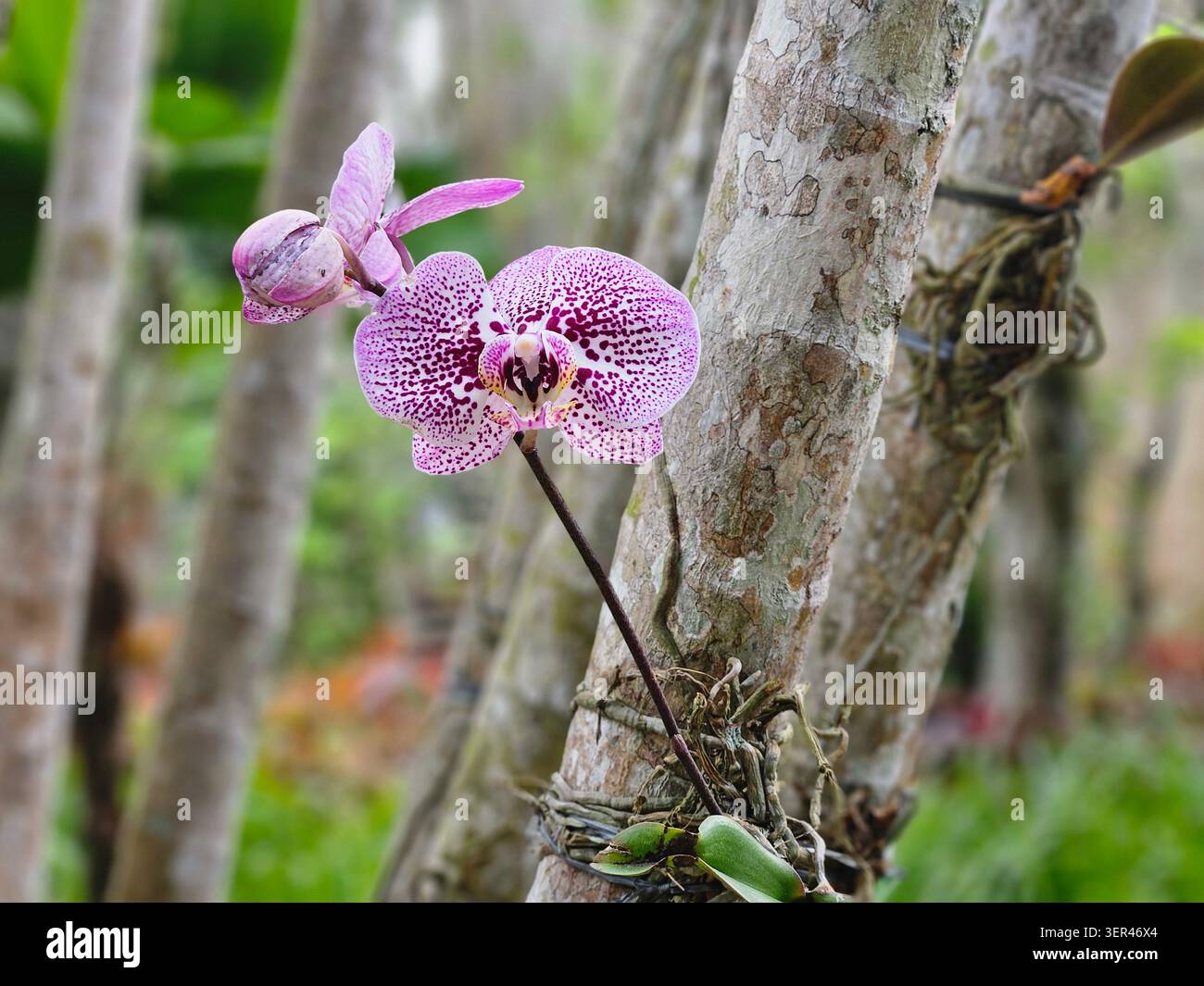 Orchidea ibrida di Phalaenopsis con petali macchiati rosa che crescono epifiticamente sul tronco dell'albero, Jardim Botânico, Rio de Janeiro - Immagine stock catturata con smartphone