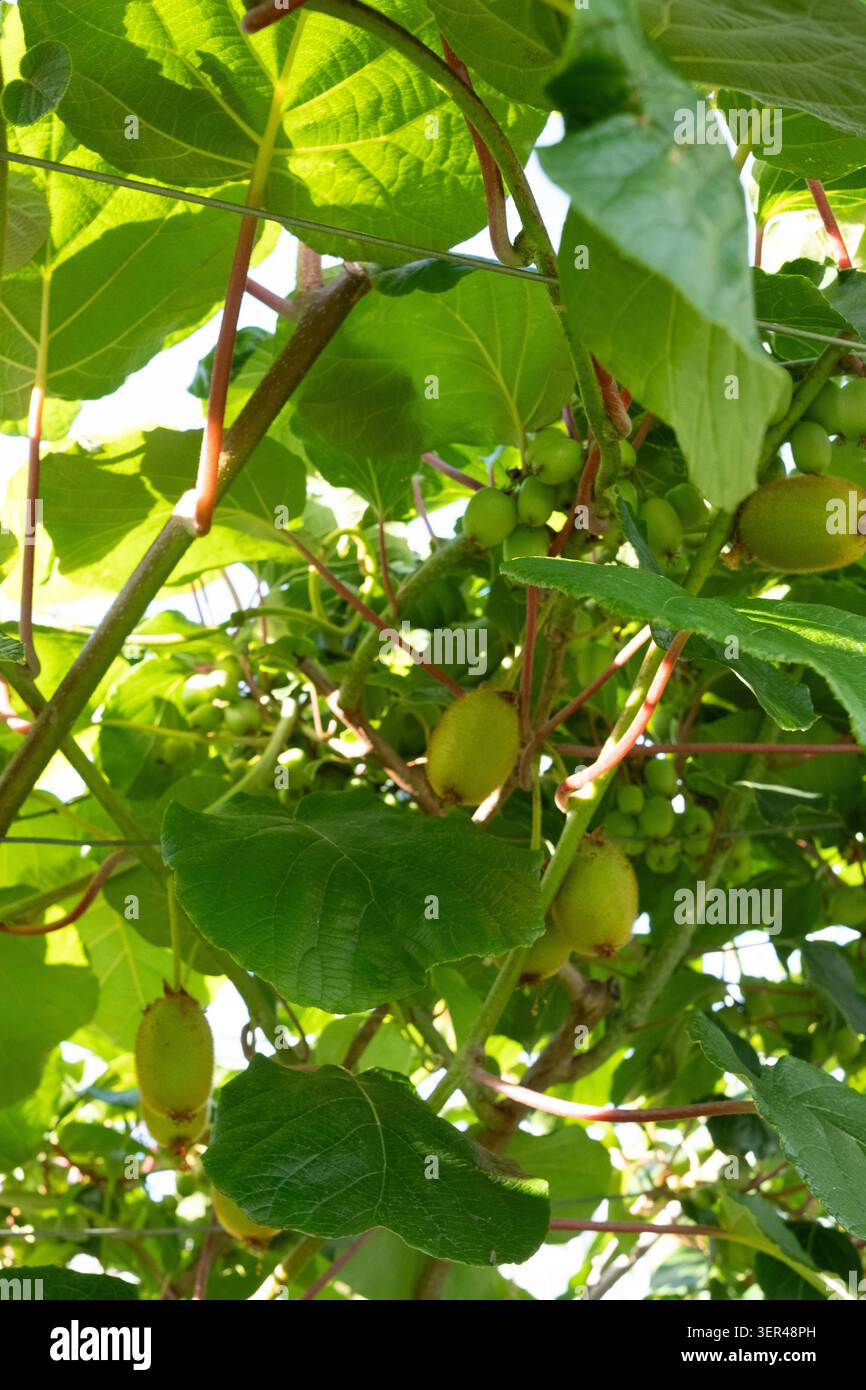 Pianta di Kiwi con frutti in primo piano. Il kiwi o kivi è un frutto commestibile, prodotto da numerose specie di liane del genere Actinidia Foto Stock