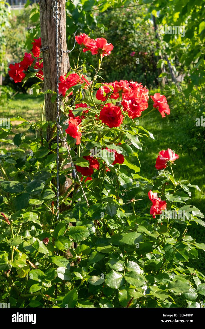 Vivace rosa arrampicata di colore rosso intenso in piena fioritura all'interno di una serra. Foto Stock