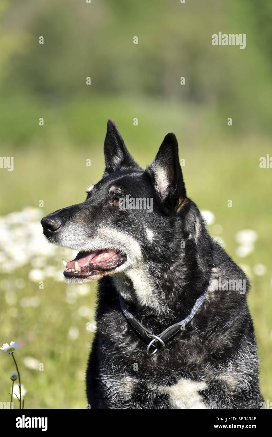 Ritratto di un vecchio mix di husky pastore del benessere degli animali, Renania-Palatinato, Germania Foto Stock