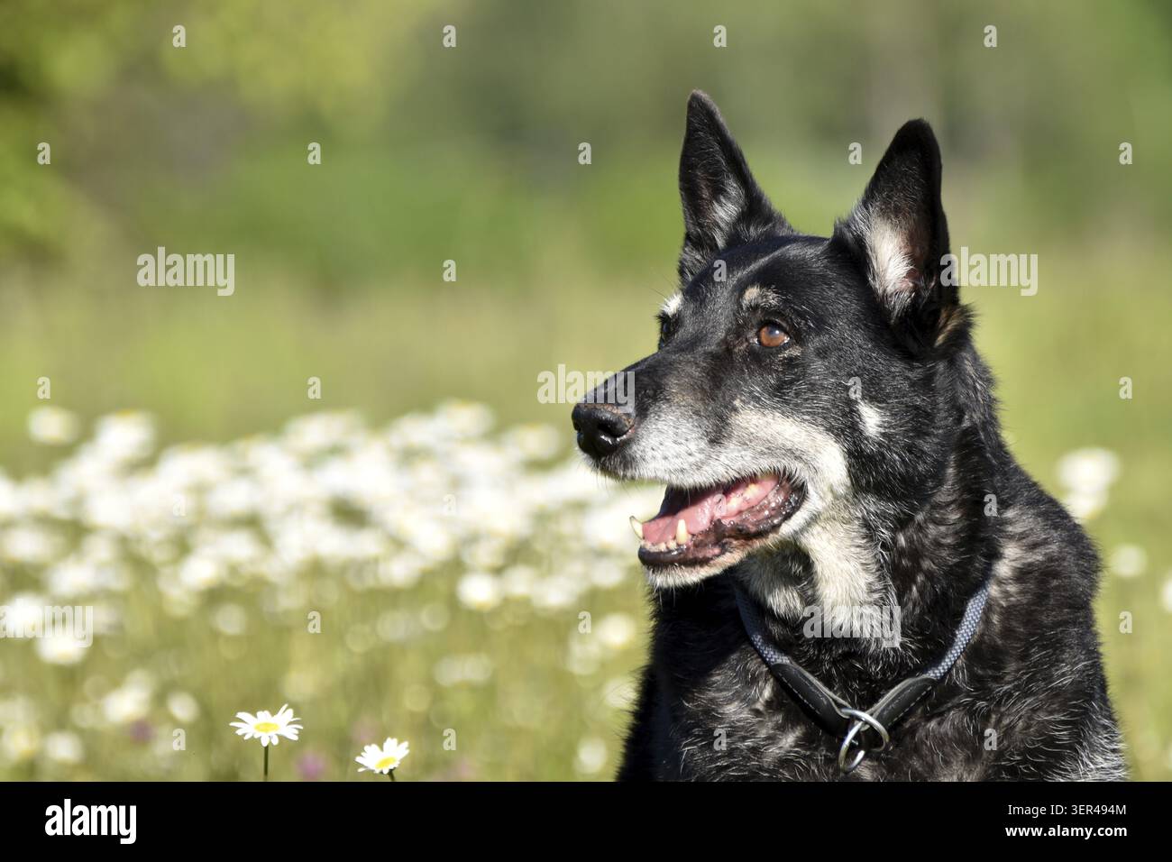 Ritratto di un vecchio mix di husky pastore del benessere degli animali, Renania-Palatinato, Germania Foto Stock