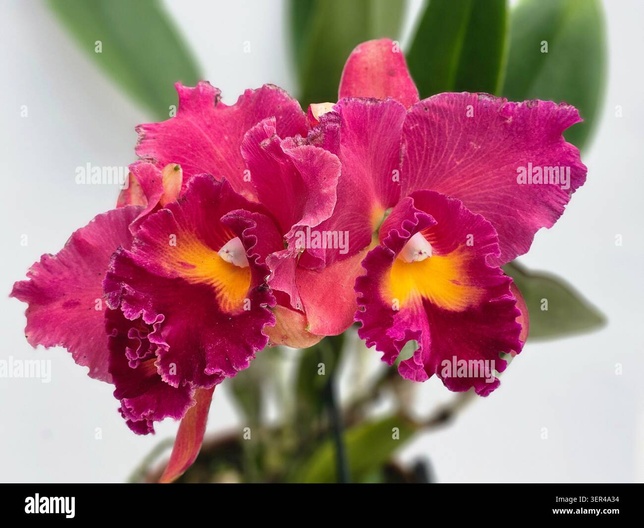 Cattleya Sanyung Ruby Orchid con rosso vino profondo e petali di Borgogna, Jardim Botânico, Rio de Janeiro, Brasile - Immagine stock catturata con smartphone