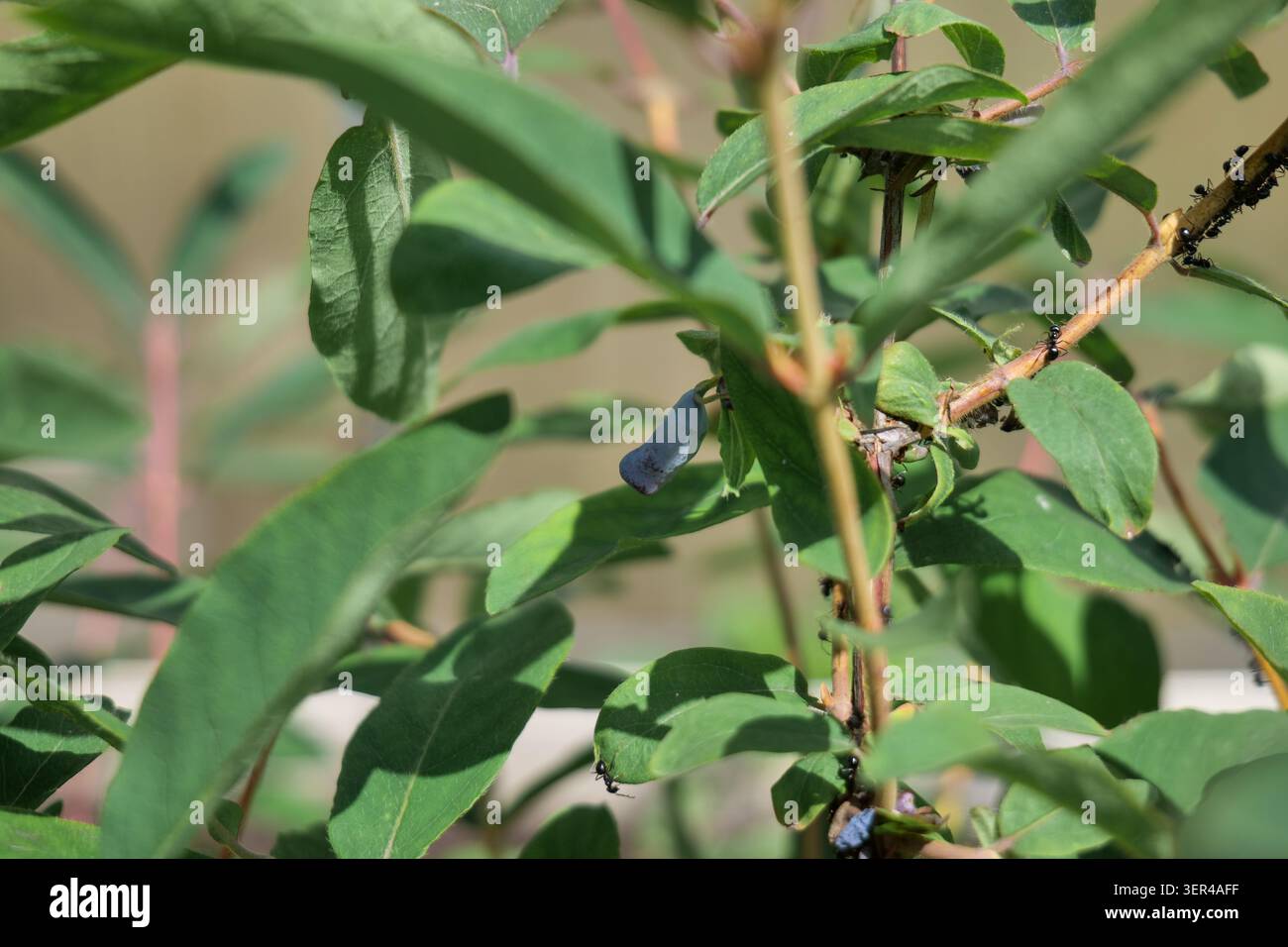 Formiche su una pianta di caprifoglio in un giardino Foto Stock