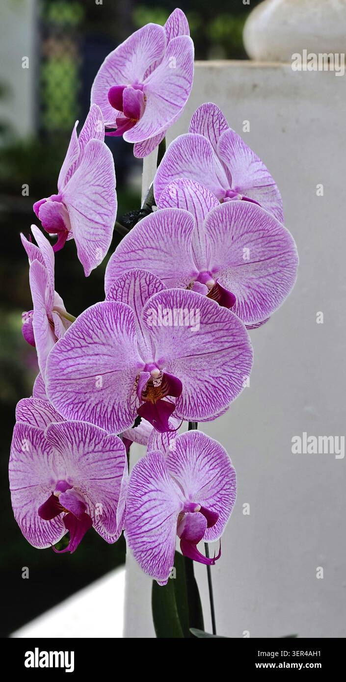Spray orchidea Phalaenopsis venato rosa con più fiori che mostrano intricata venazione petale, Jardim Botânico, Rio de Janeiro Foto Stock