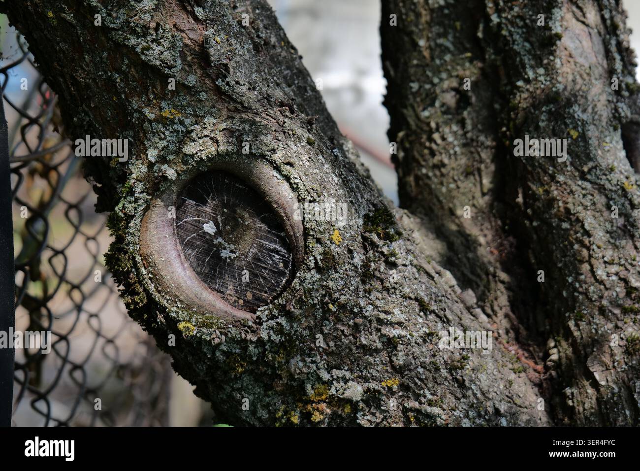 Primo piano di un nodo d'albero che assomiglia ad un occhio sulla corteccia ruvida Foto Stock